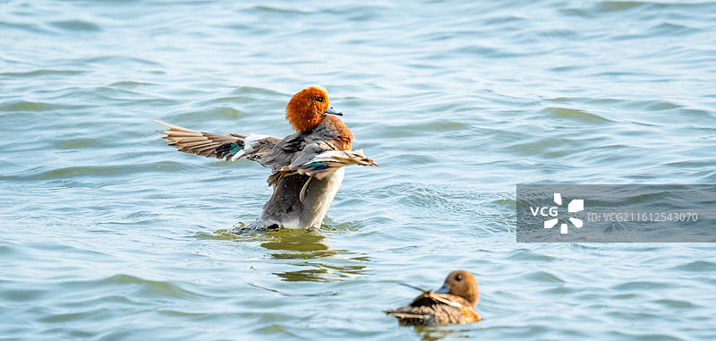 在深圳湾公园过冬的赤颈鸭，野鸭图片素材