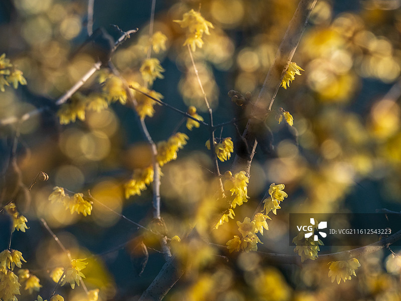 寒冬中绽放的腊梅图片素材