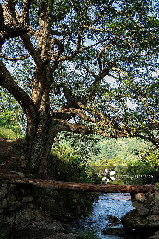 走马岗香榧树图片素材