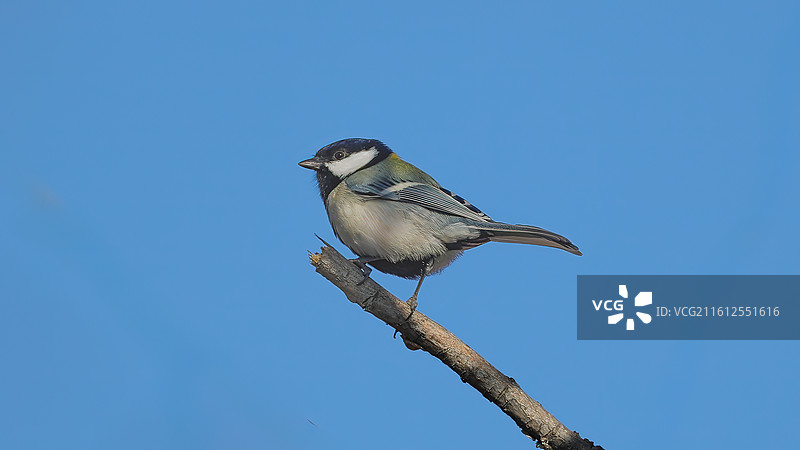 潮白河边的大山雀图片素材