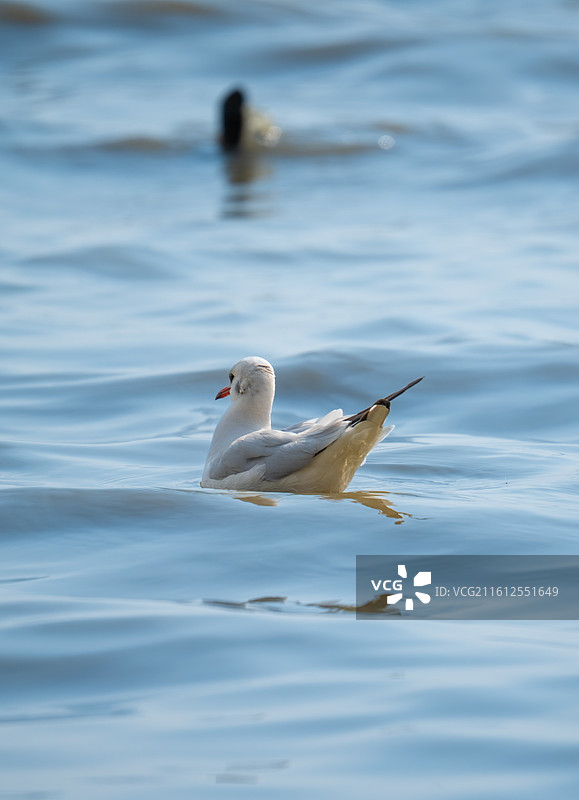 在深圳湾公园海边游泳的西伯利亚海鸥图片素材