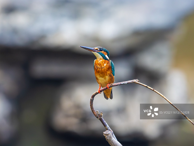 普通翠鸟图片素材