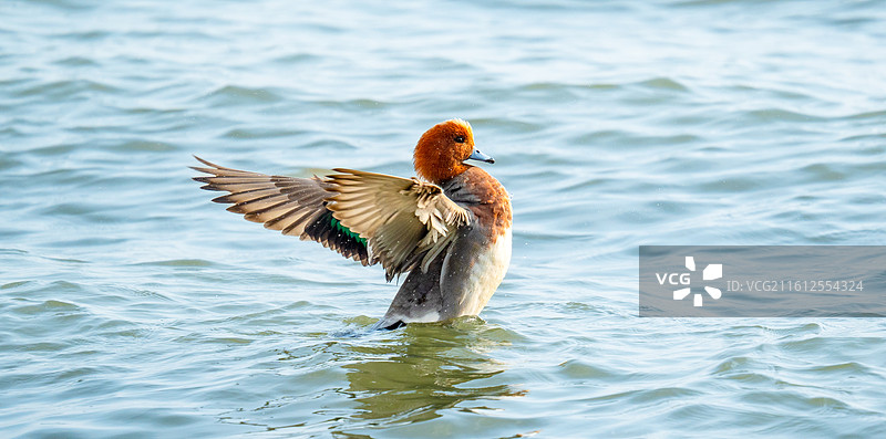 在深圳湾公园过冬的赤颈鸭，野鸭图片素材