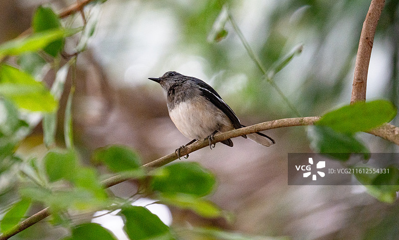 站在树枝上休息的鹊鸲图片素材