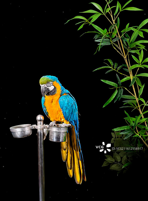 拍到一只超有范儿的鹦鹉图片素材