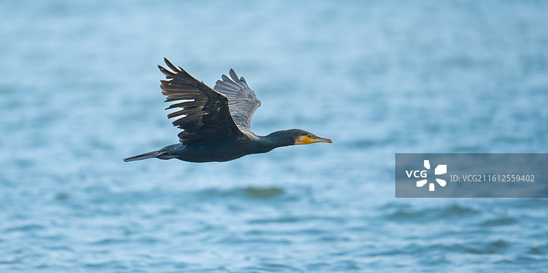 深圳湾公园站在海中礁石上休息的鸬鹚鱼鹰图片素材