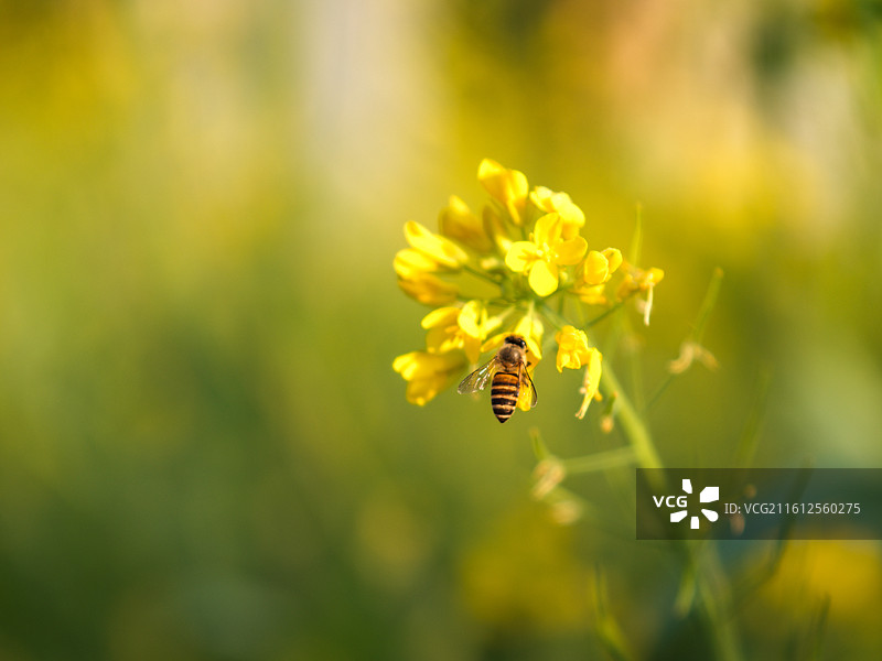福建厦门海沧区天竺山蜜蜂采蜜元素图片素材