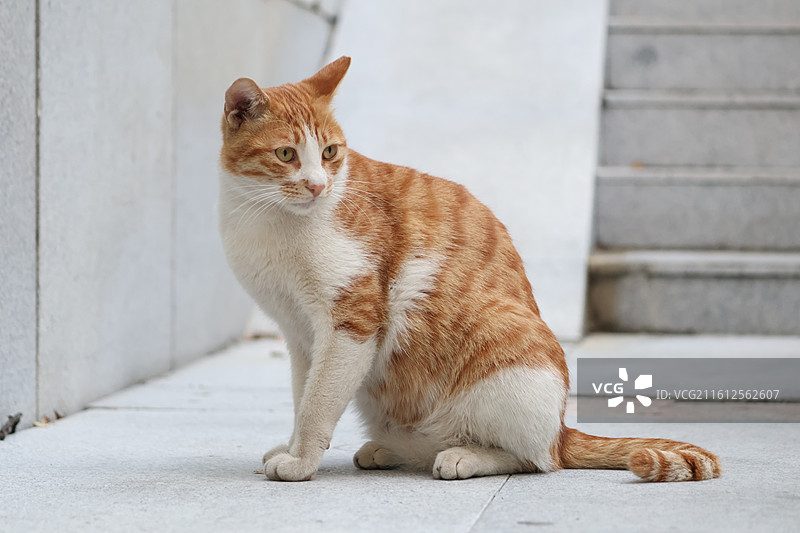 橘猫图片素材