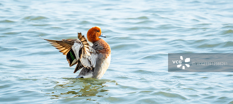 在深圳湾公园过冬的赤颈鸭，野鸭图片素材