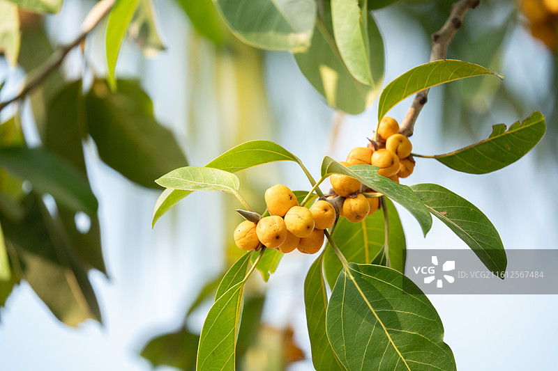 高山榕（也叫大叶榕）的果实图片素材