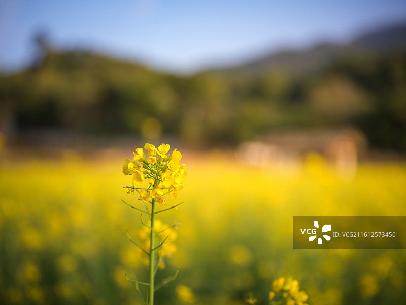 福建厦门海沧区天竺山油菜花田中的独秀黄花图片素材