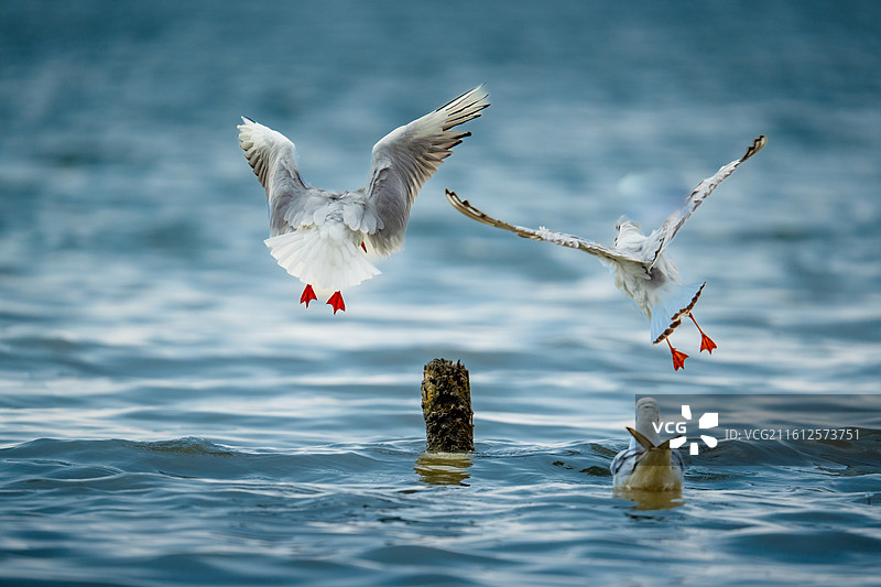 在深圳湾公园海边游泳的西伯利亚海鸥图片素材