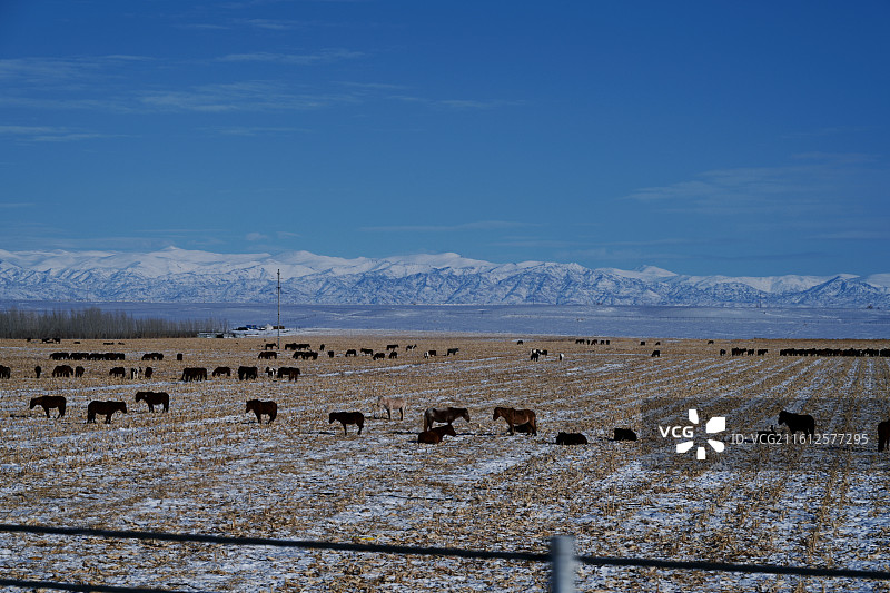 新疆 阿勒泰 沿途 牛马 旷野图片素材