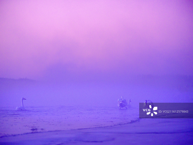 晨雾中的天鹅图片素材