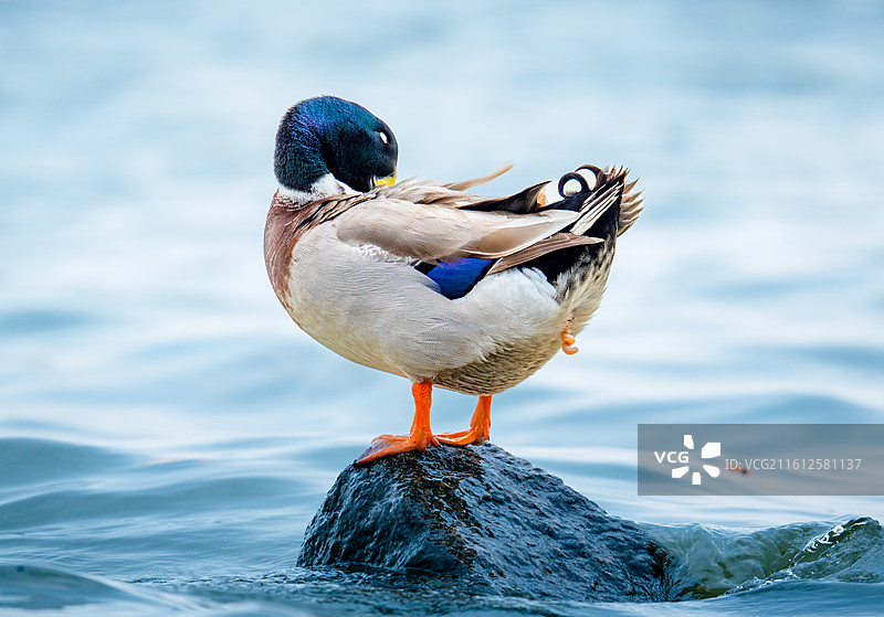 在深圳湾公园过冬的赤颈鸭，野鸭图片素材