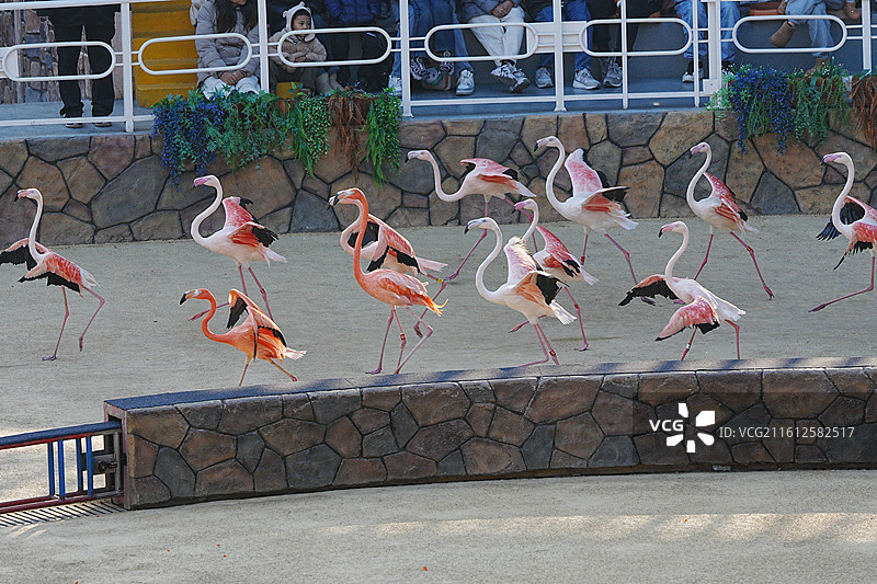 上海野生动物园图片素材