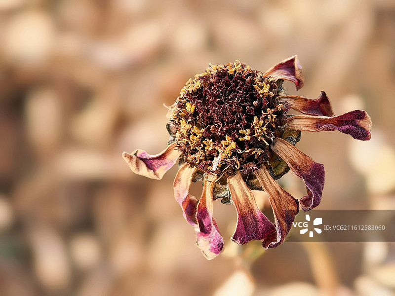 枯蕊风骨图片素材