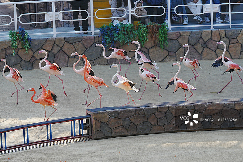 上海野生动物园图片素材