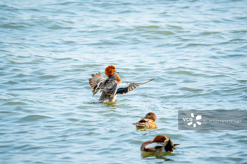 在深圳湾公园过冬的赤颈鸭，野鸭图片素材