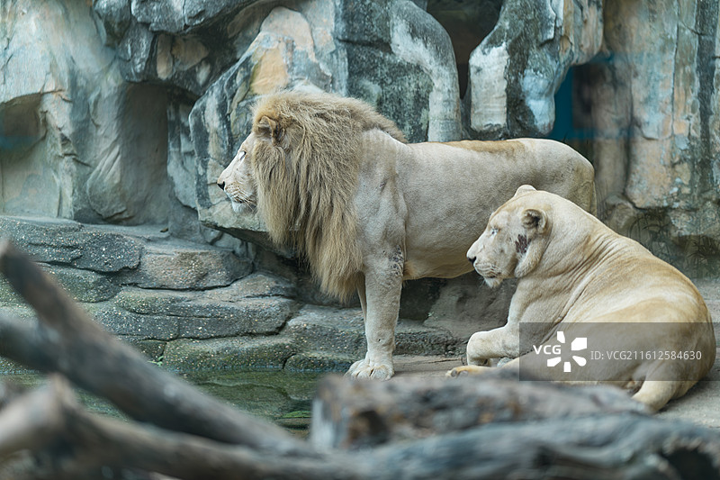 白狮夫妇图片素材