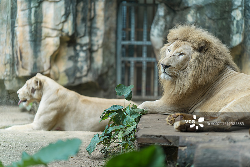 白狮夫妇图片素材