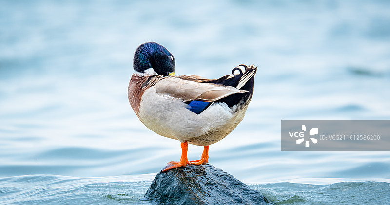 在深圳湾公园过冬的赤颈鸭，野鸭图片素材