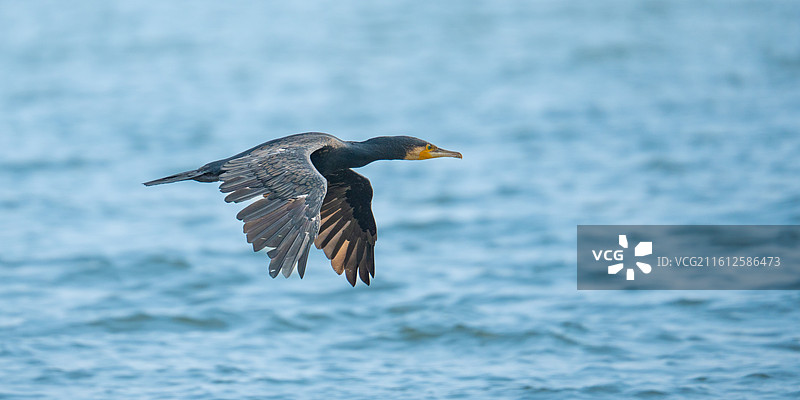 深圳湾公园站在海中礁石上休息的鸬鹚鱼鹰图片素材