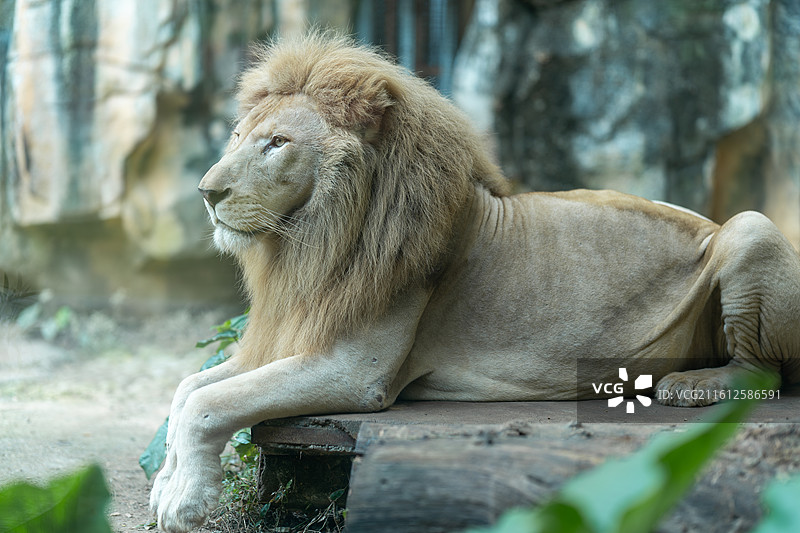 躺平的雄狮图片素材
