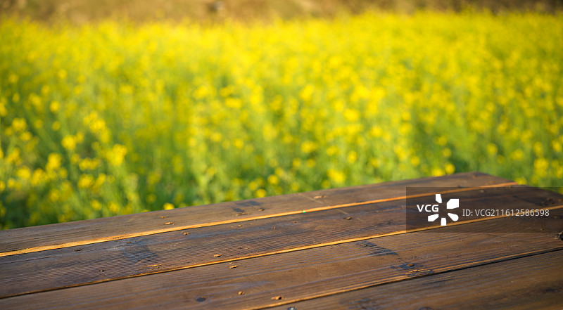 福建厦门海沧区天竺山木桌前的黄色花田图片素材