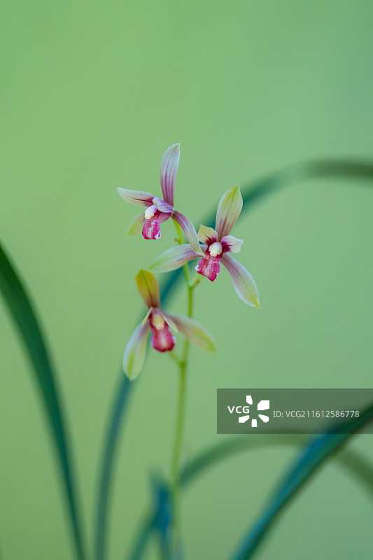 绿色背景下的建兰图片素材