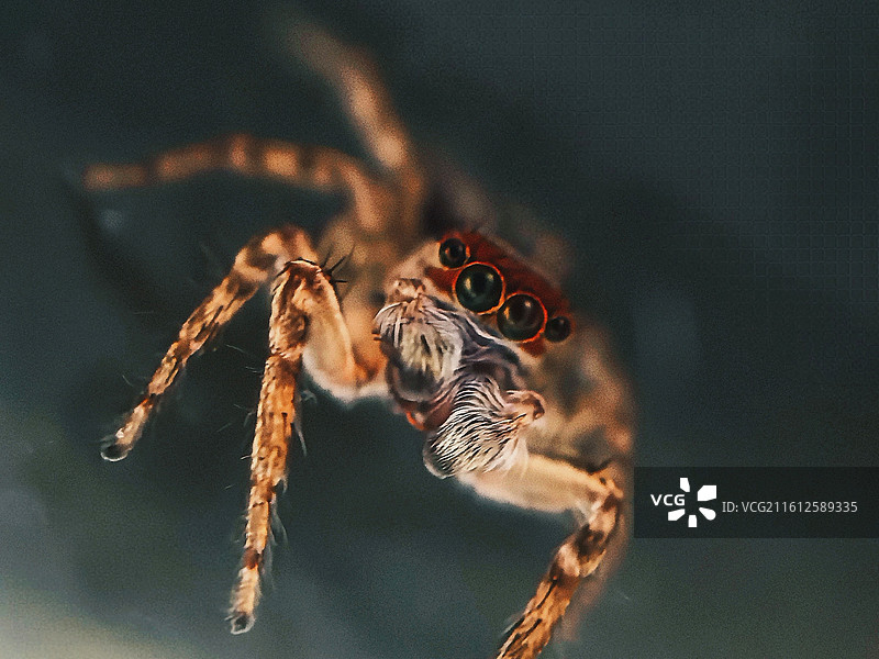 不安分的小跳蛛图片素材