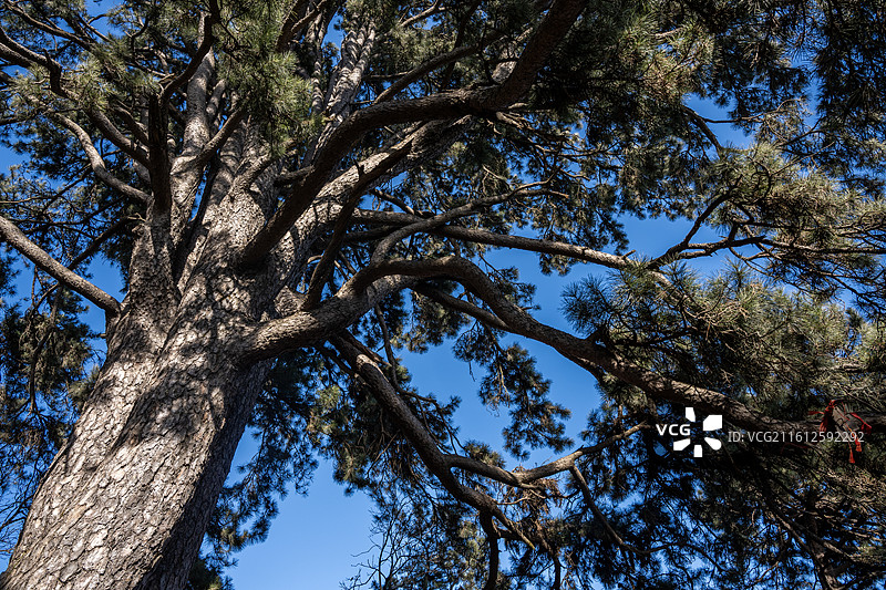 西安终南山南五台景区南山不老松图片素材