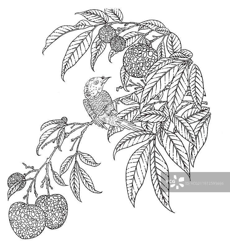国风插画线描荔枝花鸟水果树图案图片素材