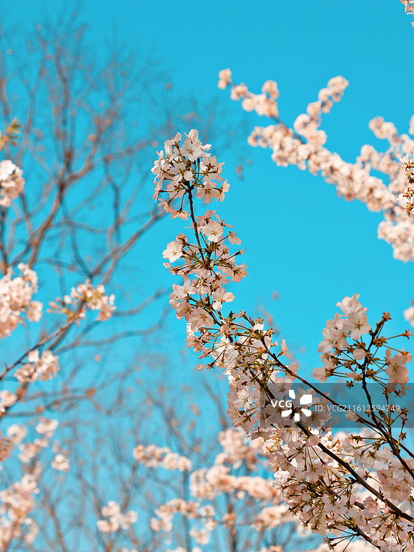武汉初春的樱花图片素材