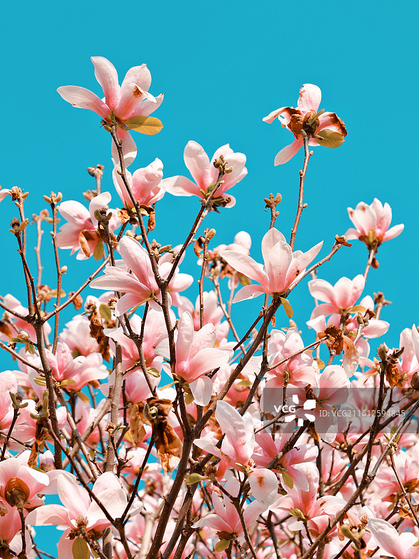 武汉初春的玉兰花图片素材