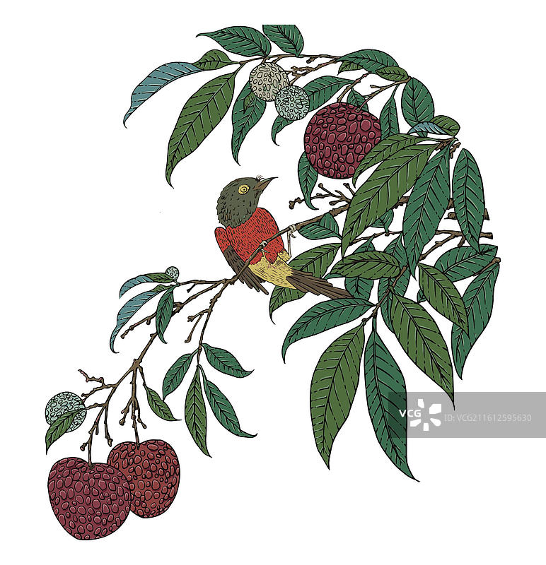 古画新画国风插画版画荔枝树花鸟插画图片素材