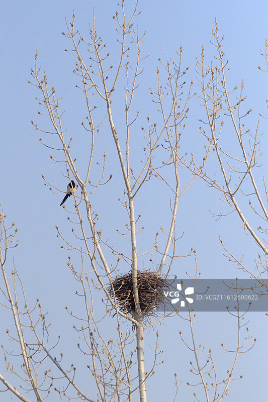 北方冬天蓝色天空秃树鸟窝和喜鹊.风景背景图壁纸图片素材