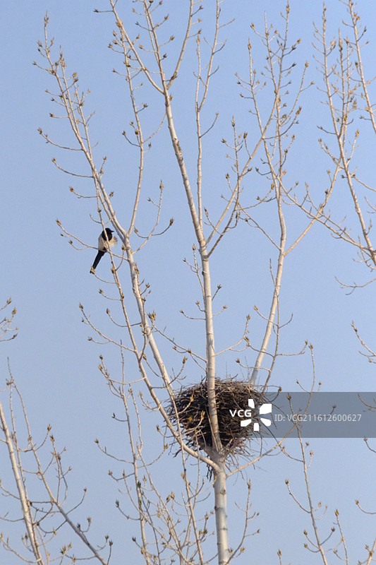 北方冬天蓝色天空秃树鸟窝和喜鹊.风景背景图壁纸图片素材