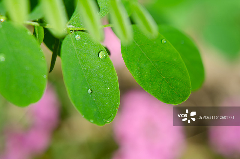 带水珠的绿色植物叶片图片素材