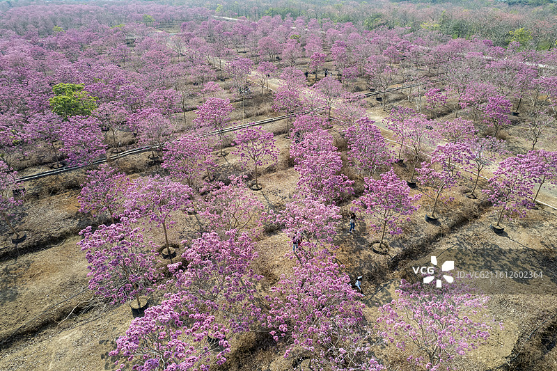 佛山三水土塘村致丰紫花风铃花海图片素材