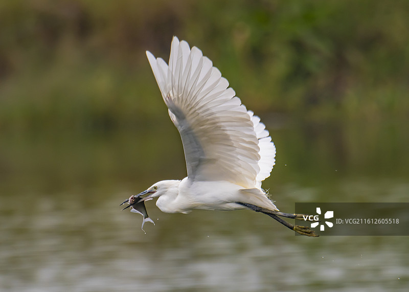 白鹭抓鱼图片素材