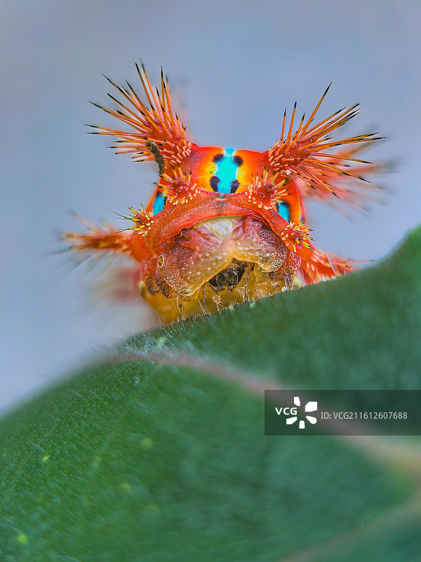 别碰我-蜇你图片素材