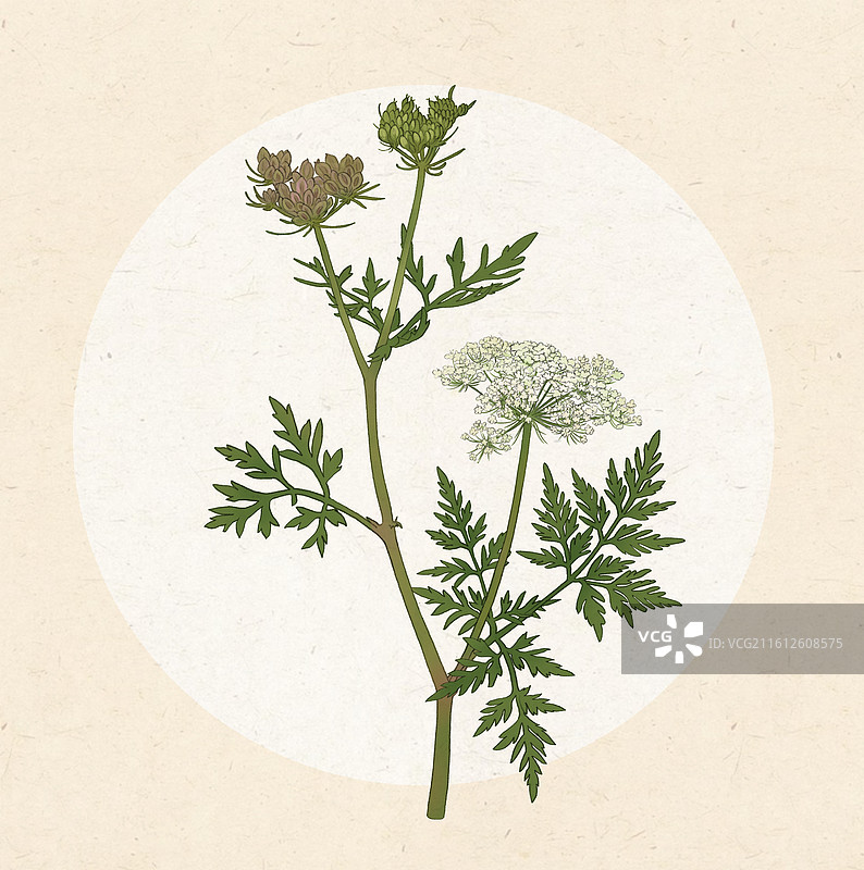 蛇床子 蛇床图片素材