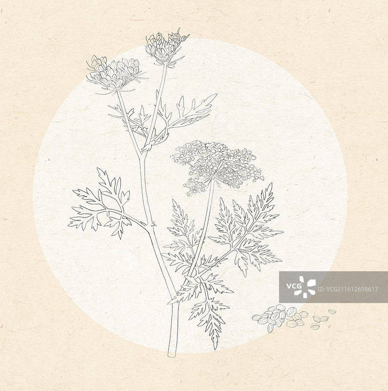 蛇床子 蛇床图片素材