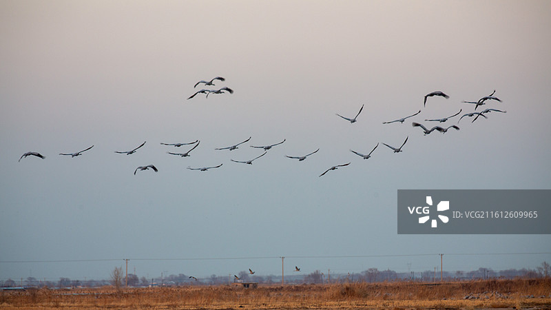 锦州灰鹤图片素材