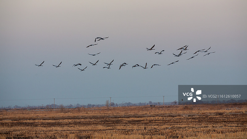 锦州灰鹤图片素材
