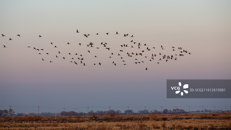 锦州灰鹤图片素材