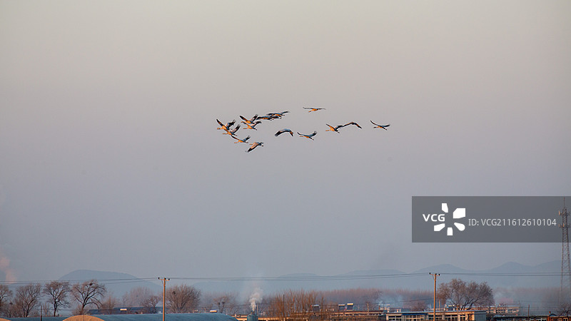锦州灰鹤图片素材