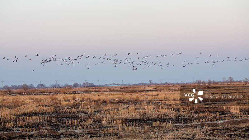 锦州灰鹤图片素材