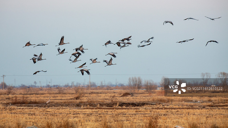 锦州灰鹤图片素材